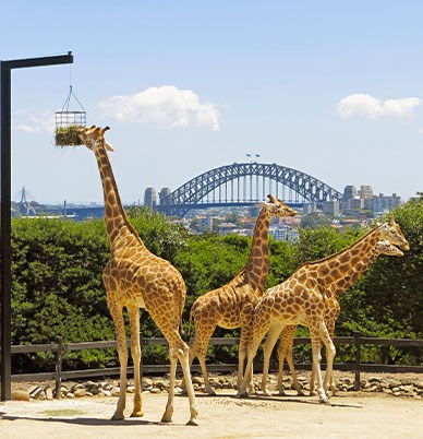 Taronga Zoo