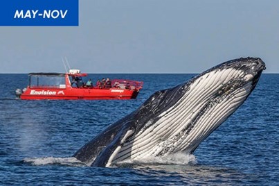 1.5Hr Whale Watch Express – Nelson Bay 