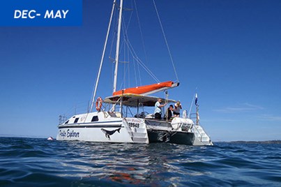 1.5Hr Dolphin Watching Cruise Coffs Harbour 