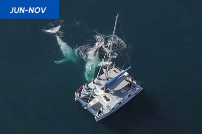 2Hr Coffs Harbour Whale Watch Experience