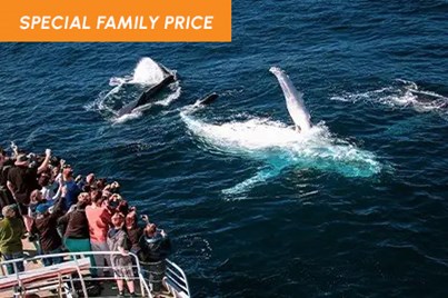 Pod of whales spotted just metres away from a whale watching tour group in Gold Coast
