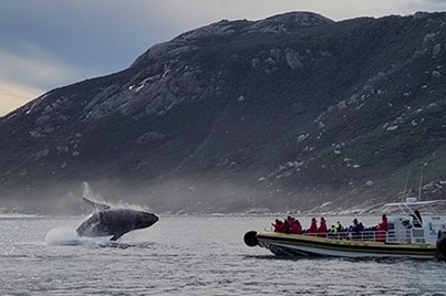 3Hr Wilsons Promontory Whale Watching Cruise