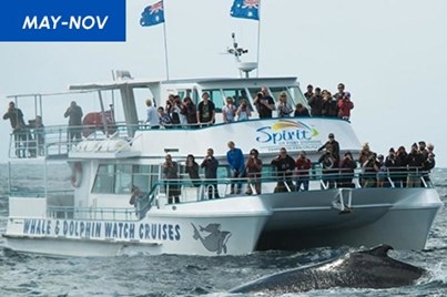 2.5Hr Whale Watching Cruise - Nelson Bay 