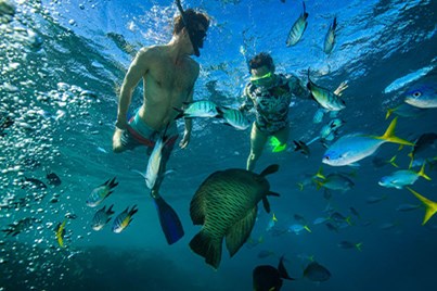 Guests enjoying an intimate encounter with the marine life of Whitsundays
