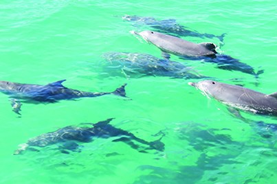 Tangalooma Island Resort + Marine Discovery Day Cruise