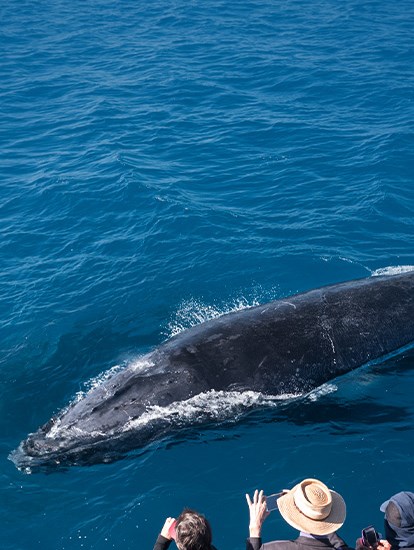 Ningaloo Whale Watching Cruises