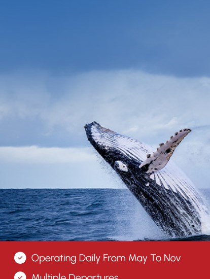 Sydney Harbour Whale Watching Cruises