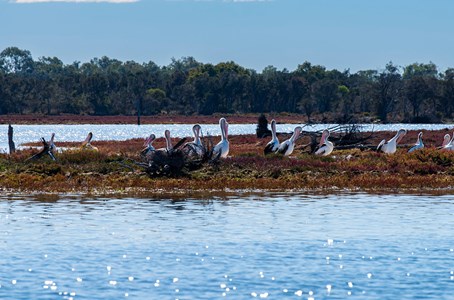The sightseeing vessel cruising along the breathtaking Murray River