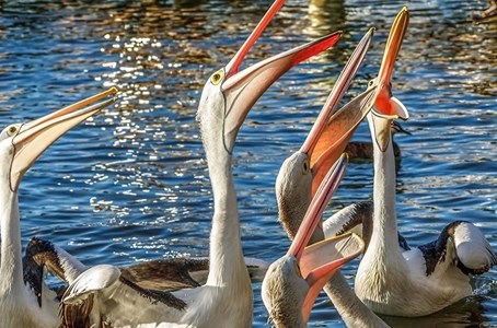 Guests board the vessel for the daytime cruise on Noosa River