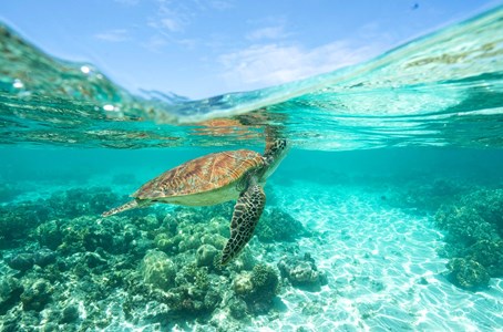 Ocean Rafting’s ‘Northern Expsure’ is one of the best tours to explore Whitehaven Beach