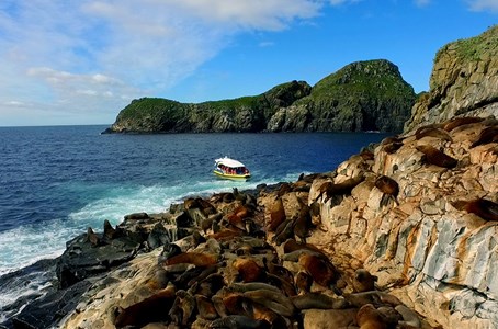 People enjoying a scenic cruise while a dolphin swims near the boat.