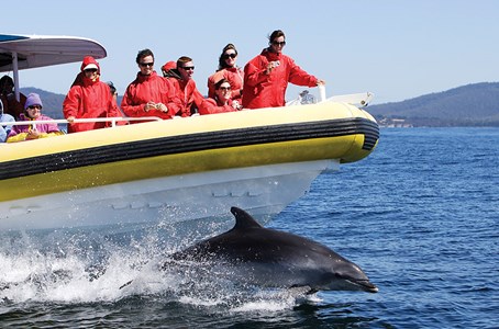 People enjoying a scenic cruise while a dolphin swims near the boat.