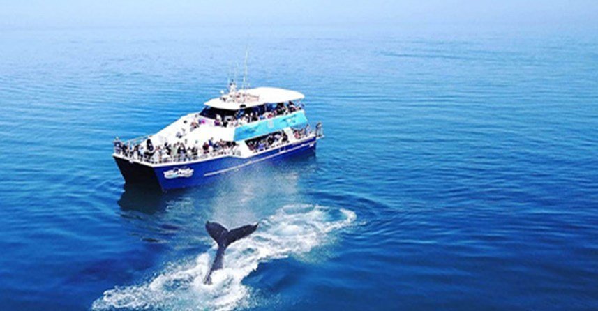Tasman Venture - Morning Whale Watching Cruise